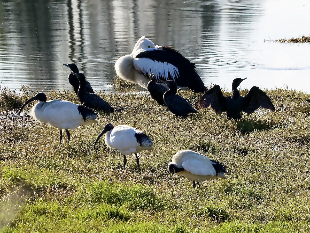Australian Pelican - ML637728216