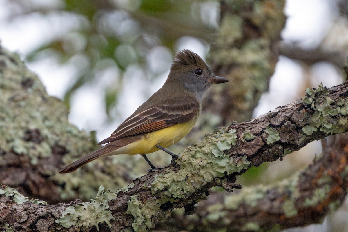 Great Crested Flycatcher - ML637728217