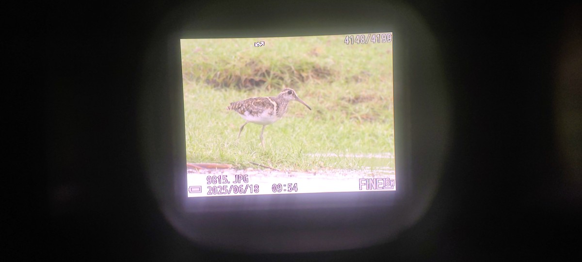 Greater Painted-Snipe - ML637728218
