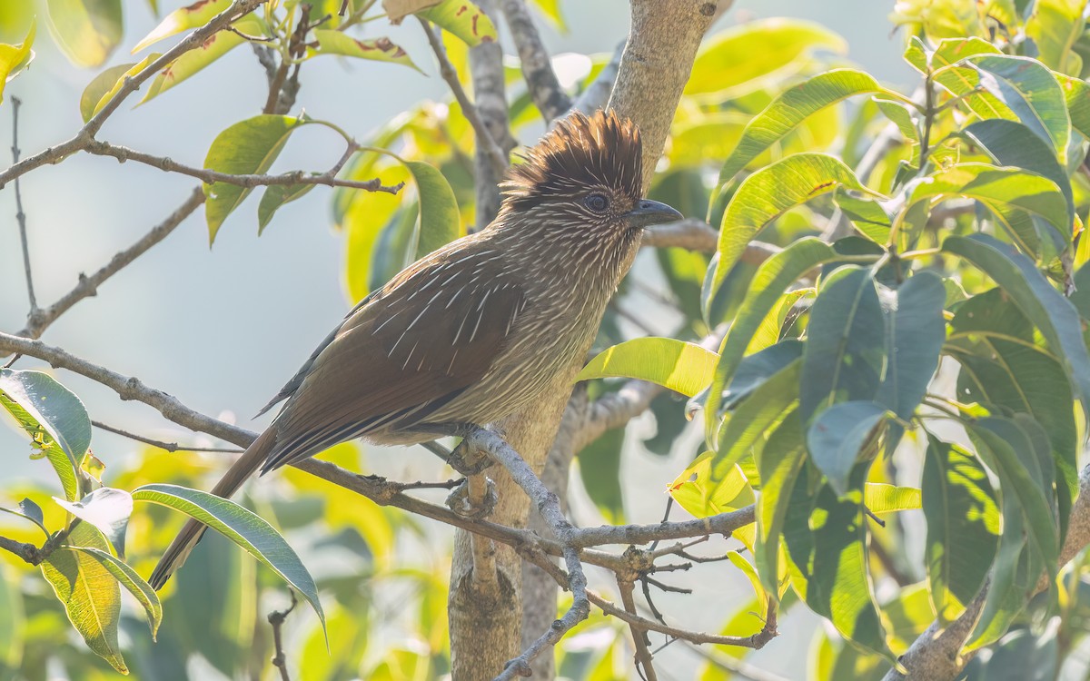 Striated Laughingthrush - ML637728221