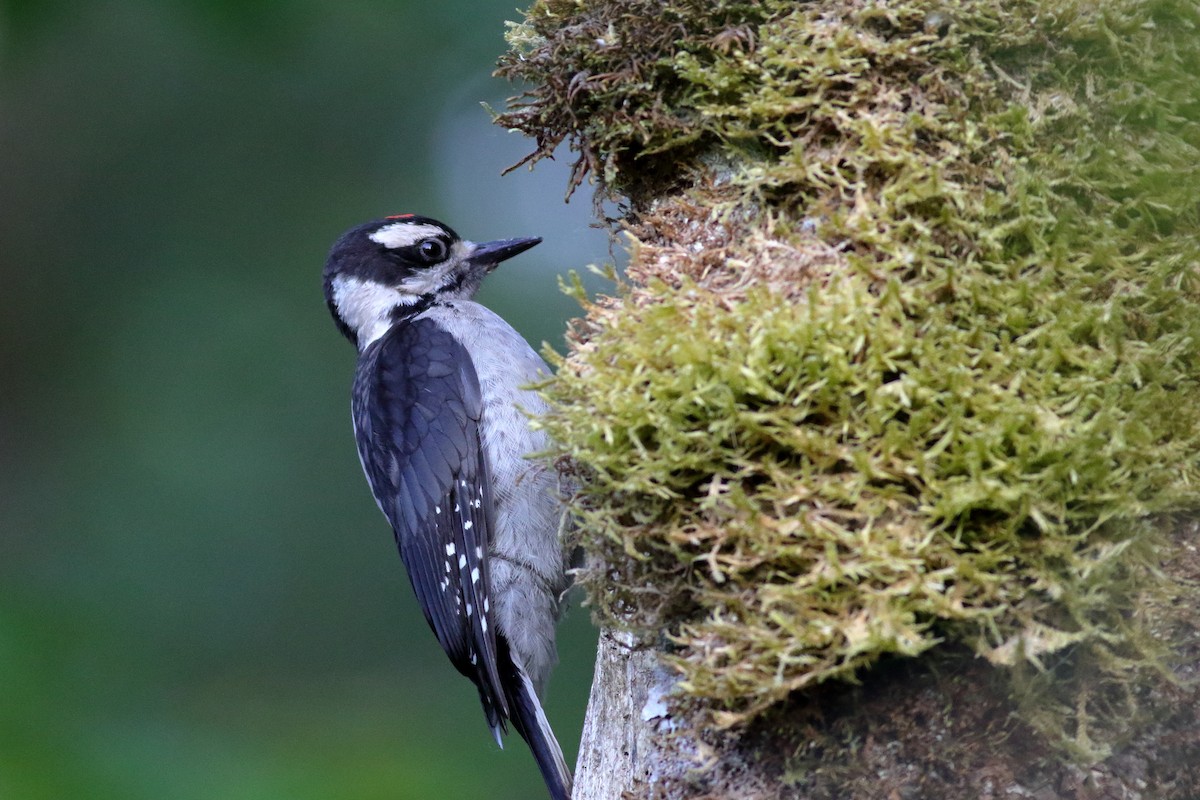 Downy Woodpecker (Pacific) - ML637728222