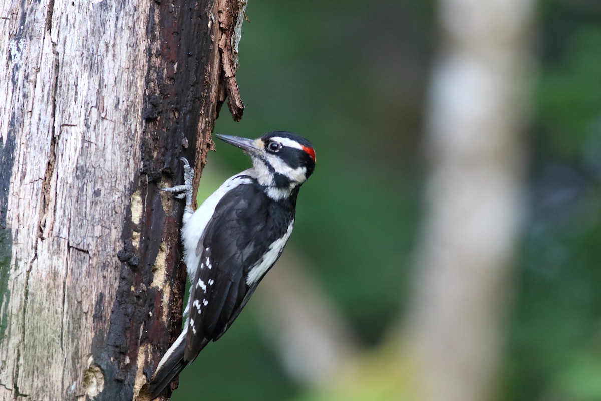 Hairy Woodpecker - ML637728223