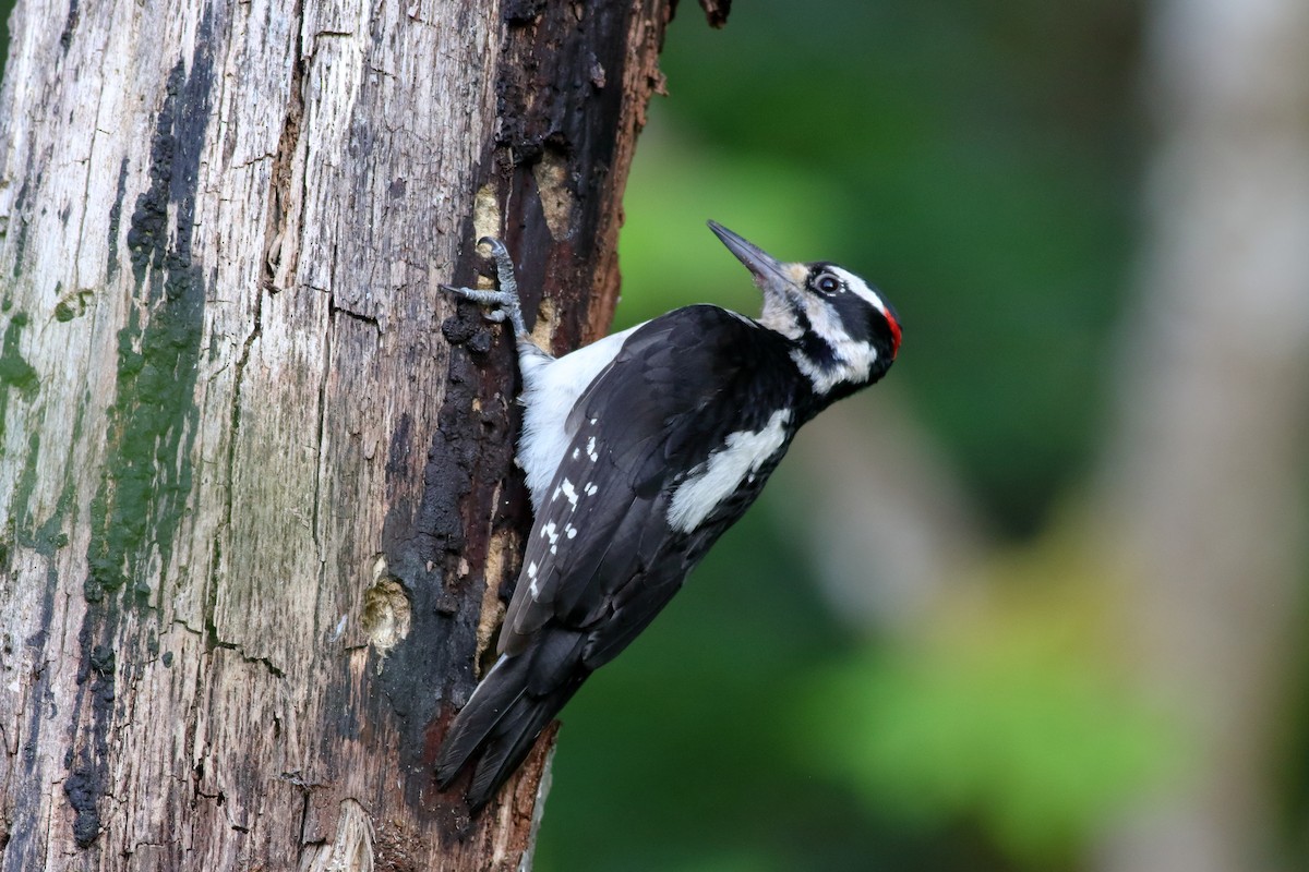 Hairy Woodpecker - ML637728224