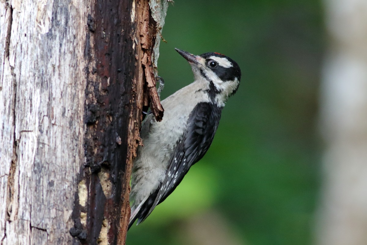Downy Woodpecker (Pacific) - ML637728225