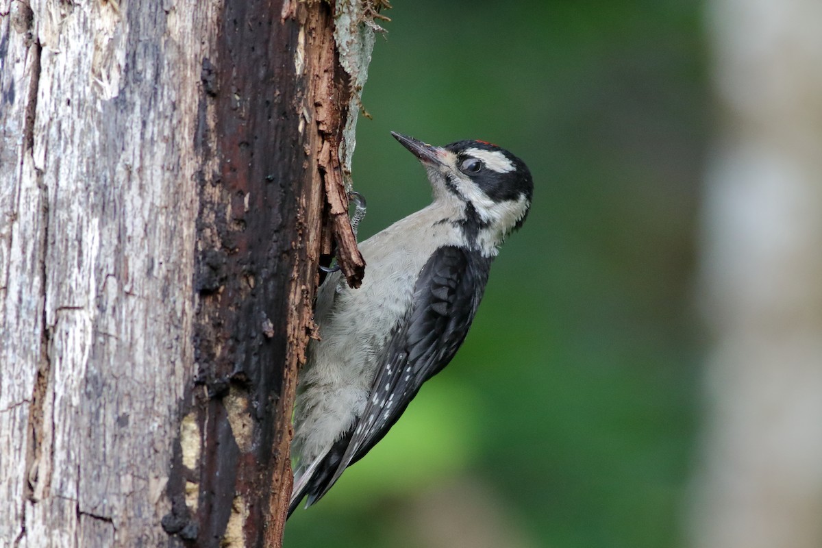 Downy Woodpecker (Pacific) - ML637728226