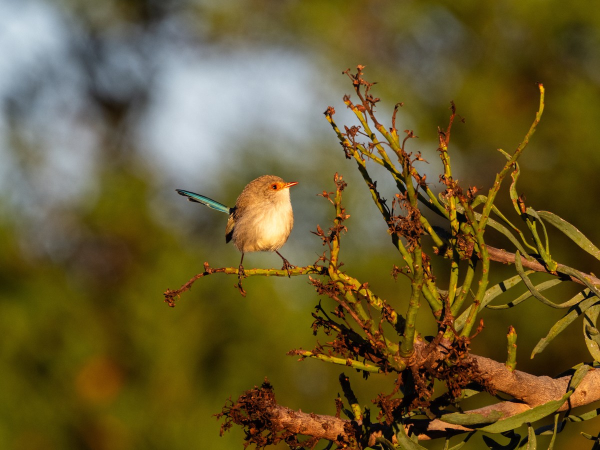 Splendid Fairywren - ML637728230