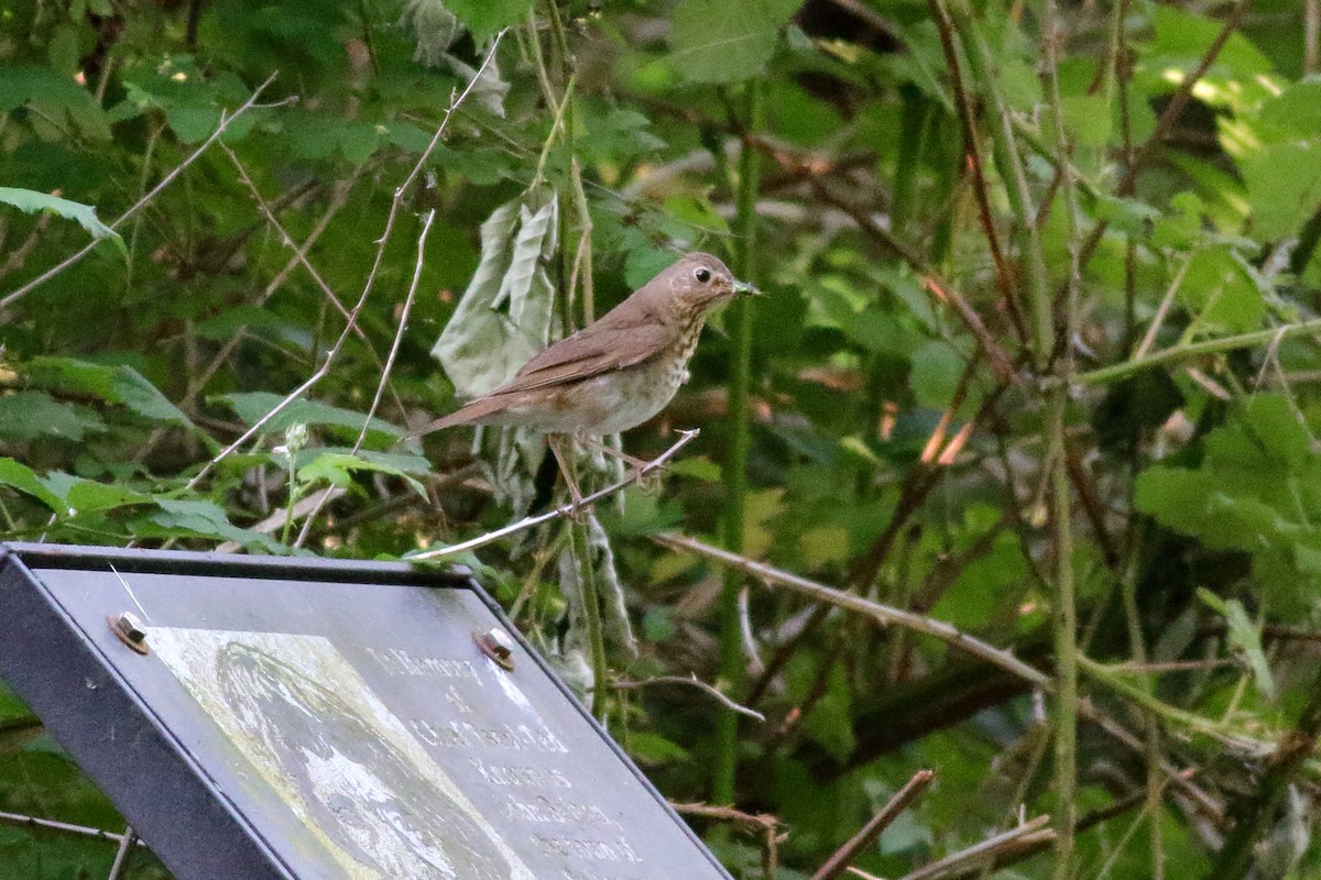Swainson's Thrush - ML637728231