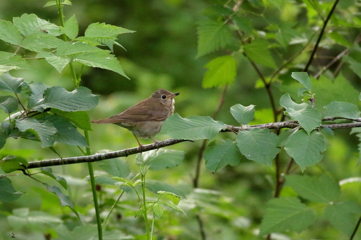 Swainson's Thrush - ML637728232
