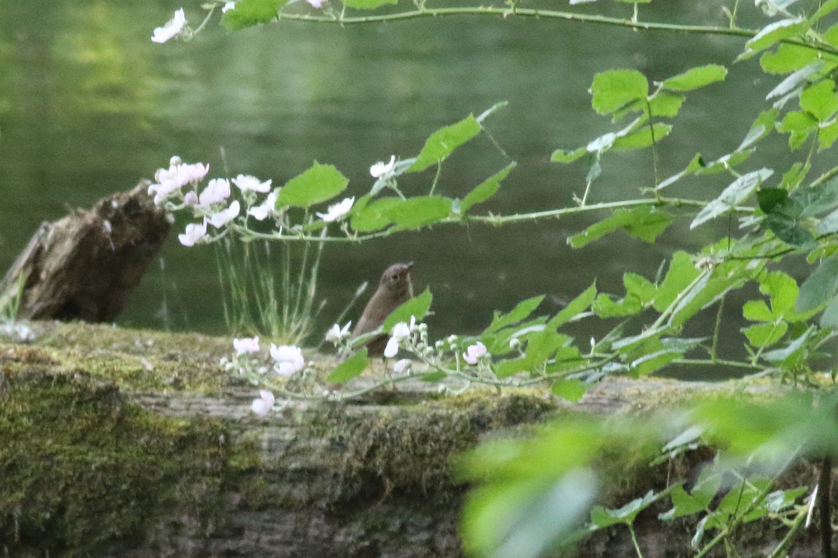 Swainson's Thrush - ML637728233