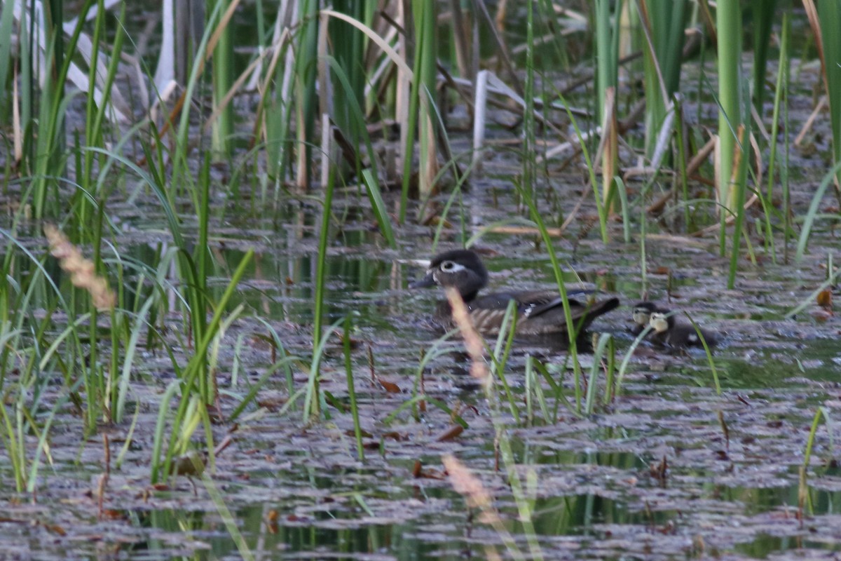 Wood Duck - ML637728234