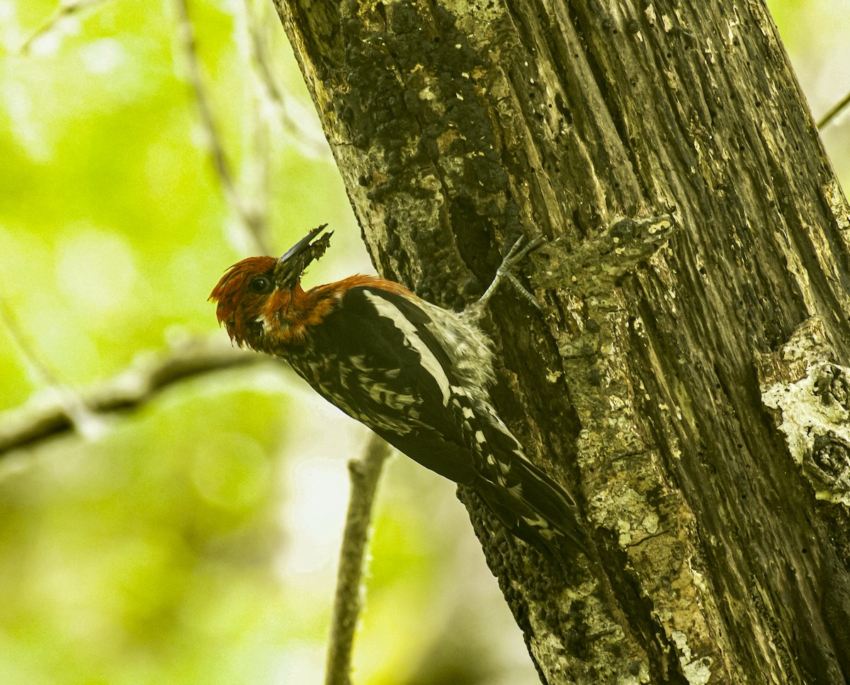 Red-breasted Sapsucker - ML637728235