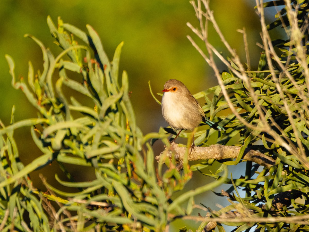 Splendid Fairywren - ML637728237