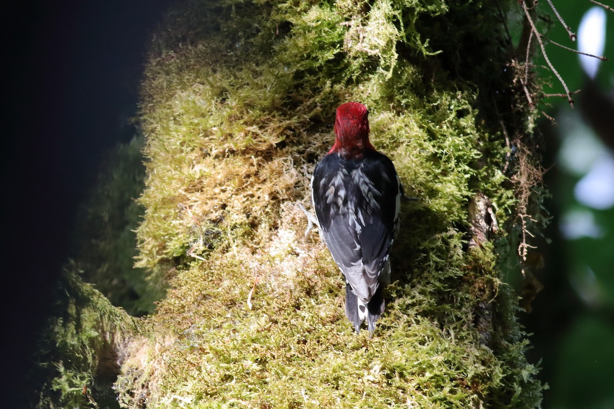 Red-breasted Sapsucker - ML637728243