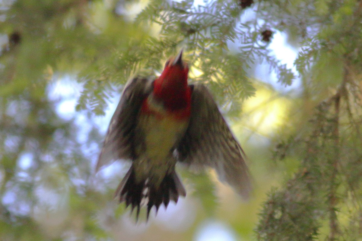 Red-breasted Sapsucker - ML637728245