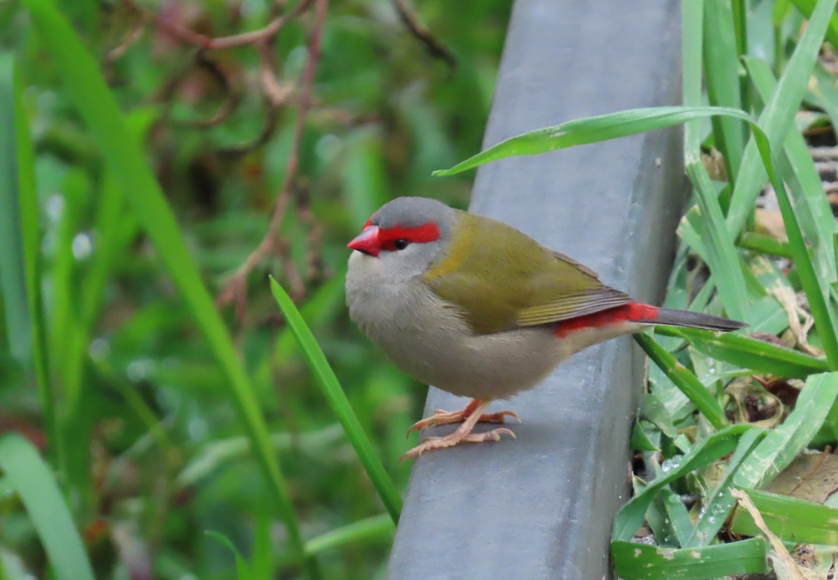 Red-browed Firetail - ML637728246