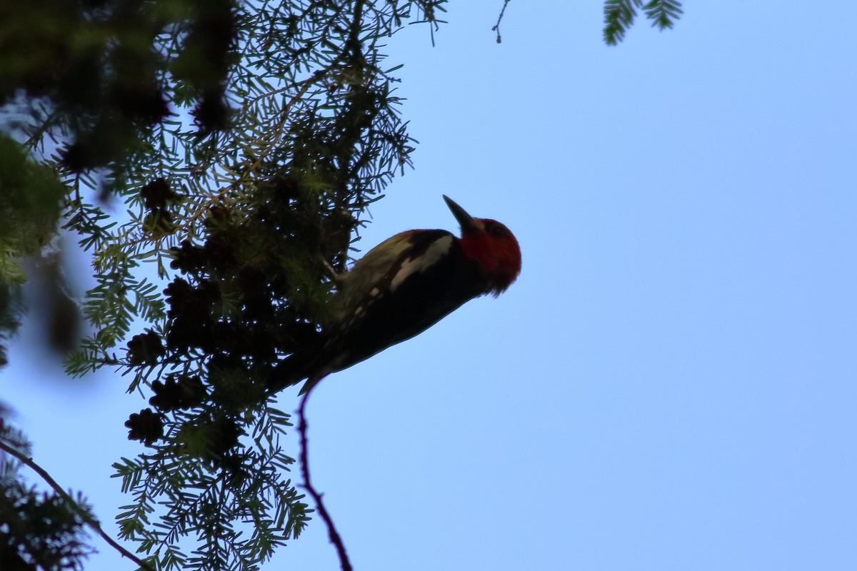 Red-breasted Sapsucker - ML637728248