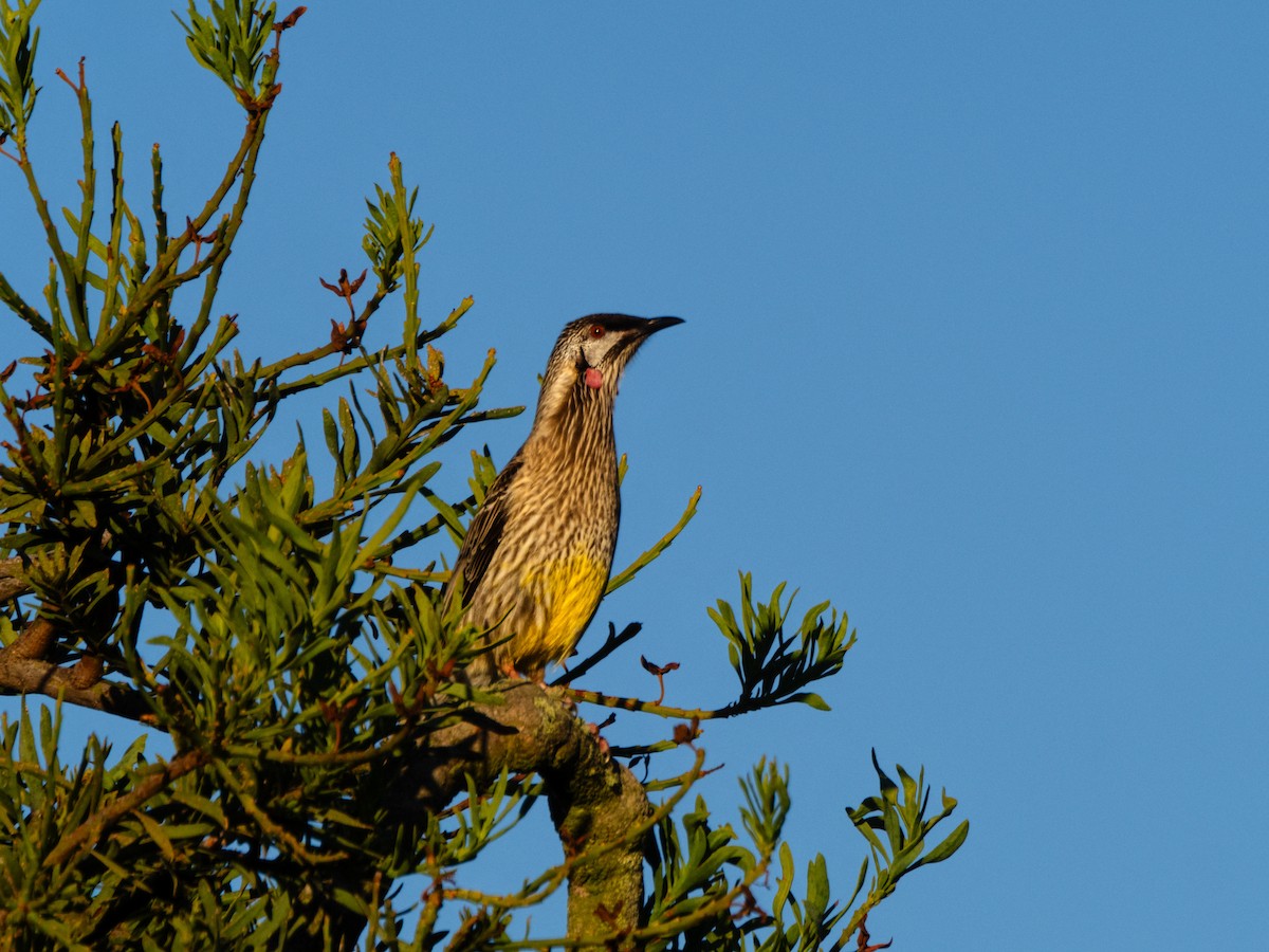 Red Wattlebird - ML637728250