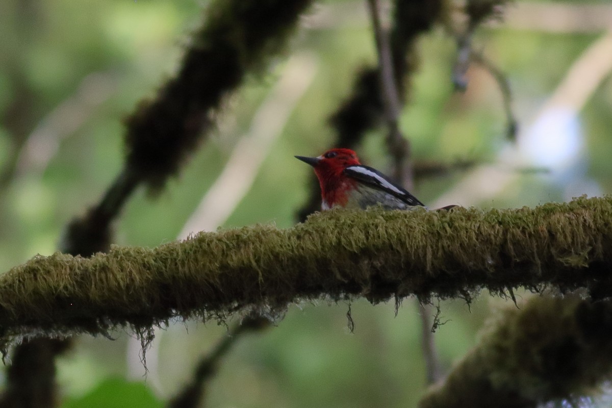 Red-breasted Sapsucker - ML637728251