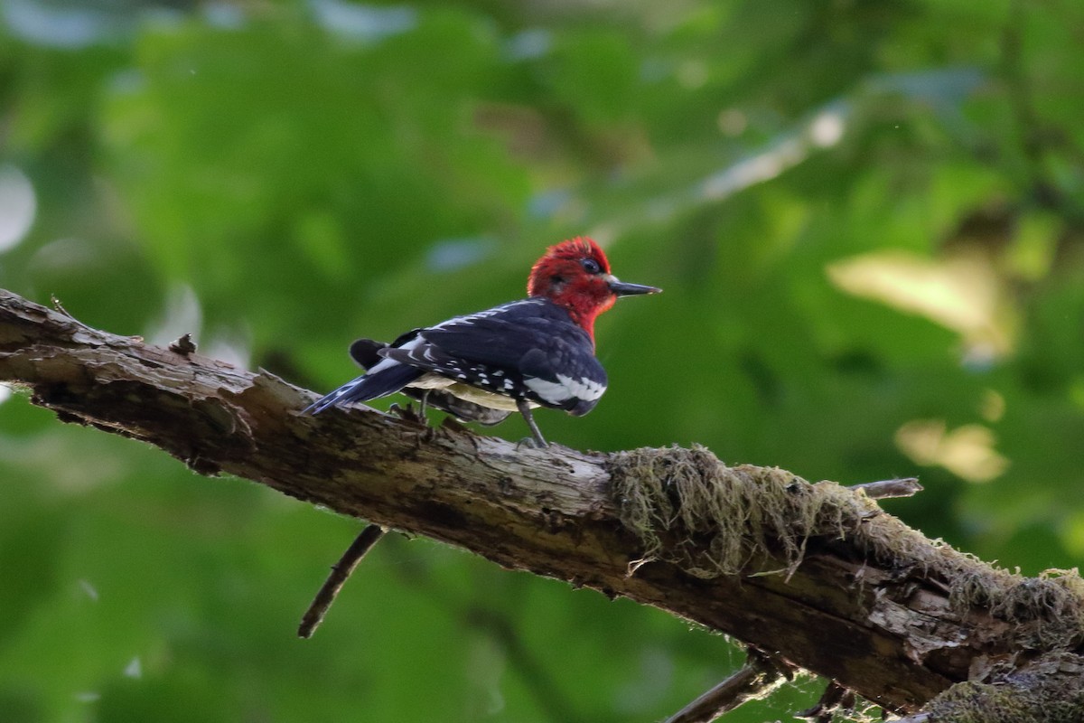 Red-breasted Sapsucker - ML637728253
