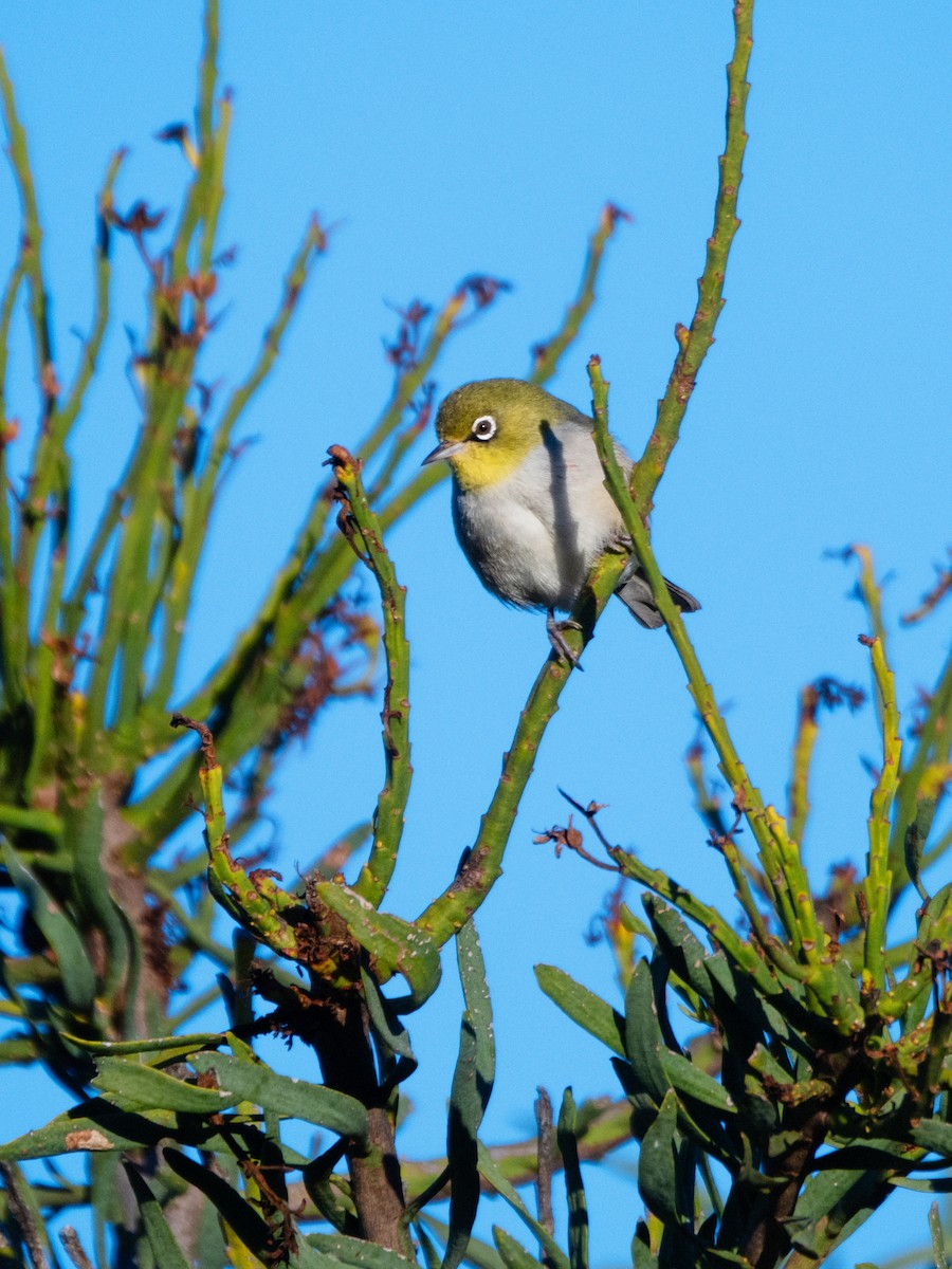 Silvereye - ML637728254