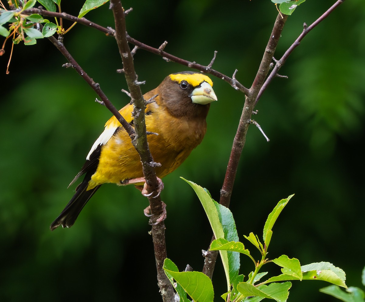 Evening Grosbeak - ML637728261