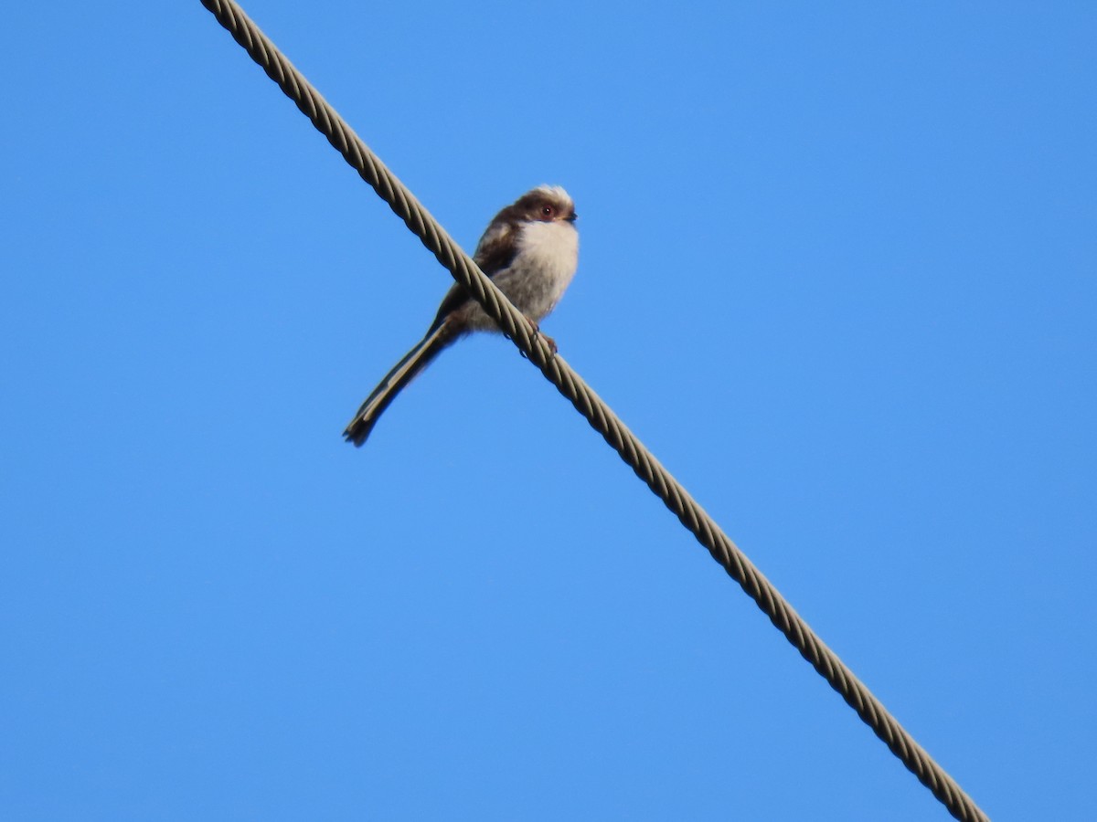 Long-tailed Tit - ML637728263