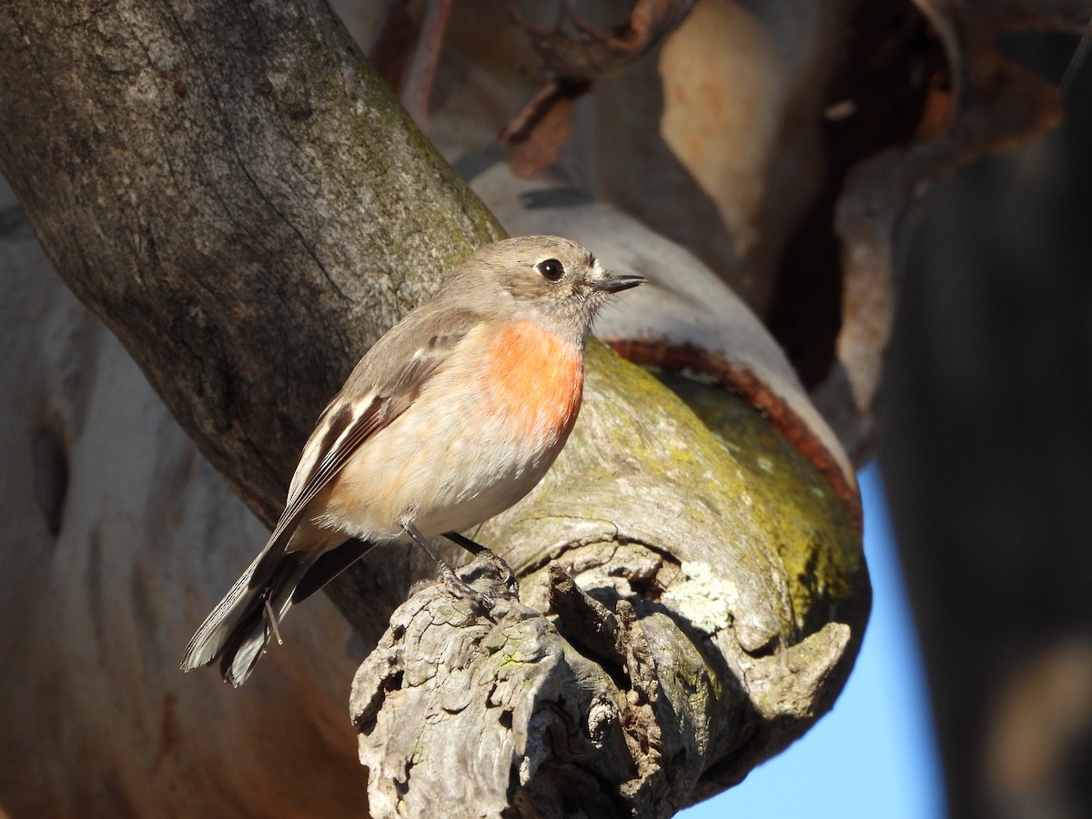 Scarlet Robin - ML637728410