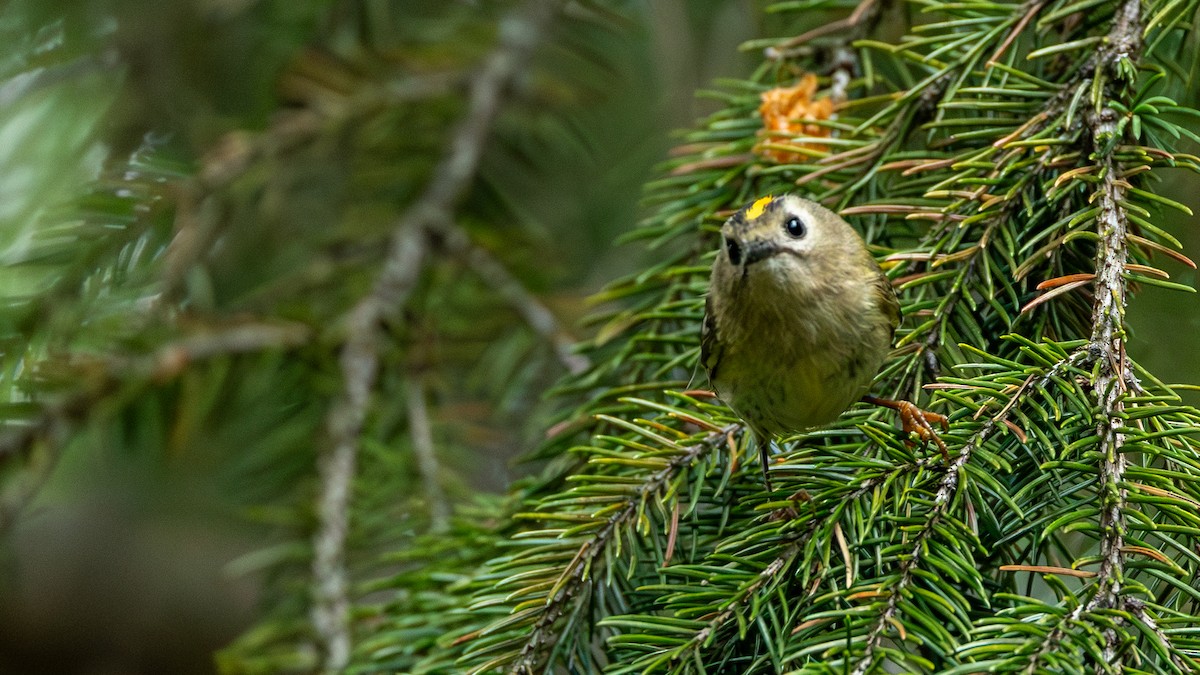 Goldcrest - ML637728423