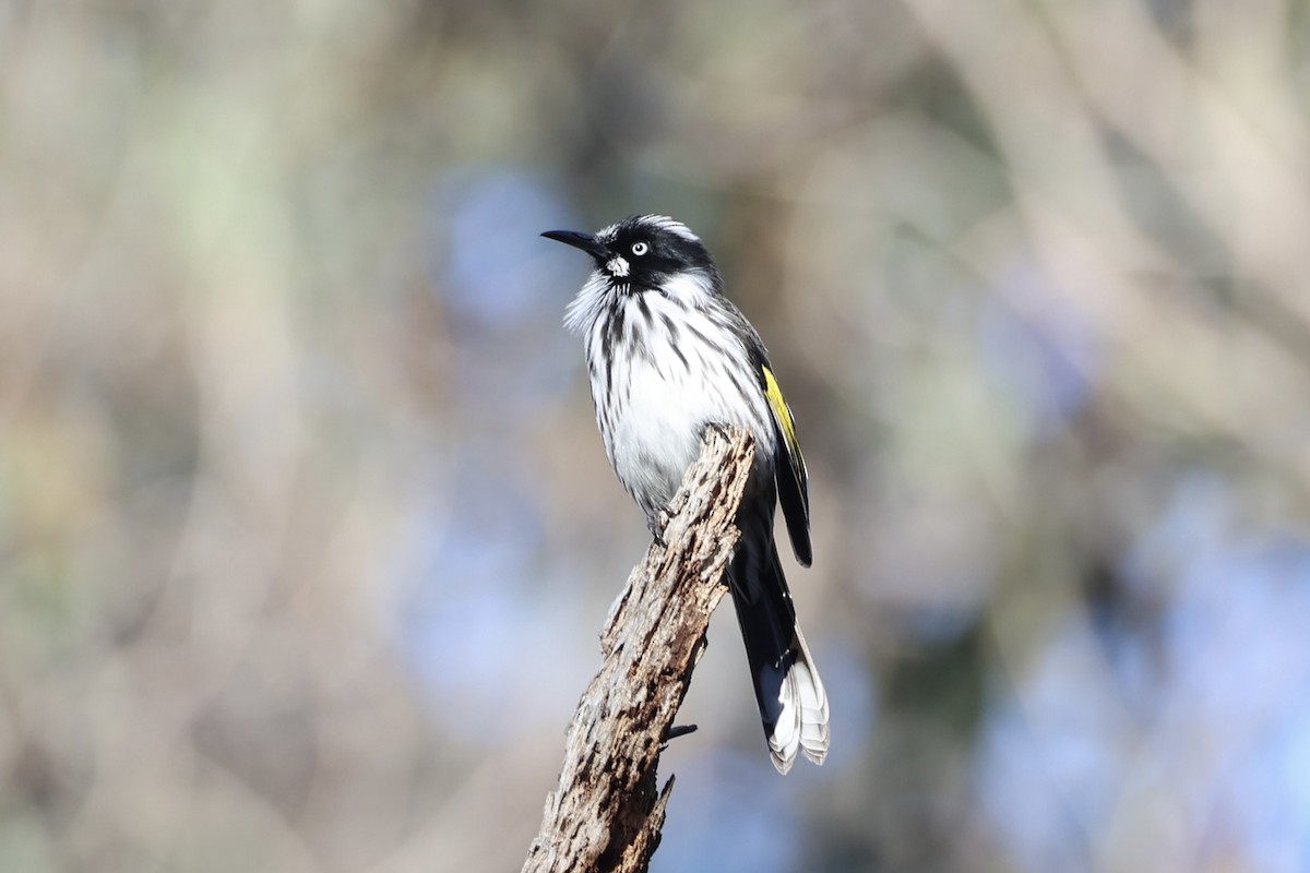 New Holland Honeyeater - ML637728424
