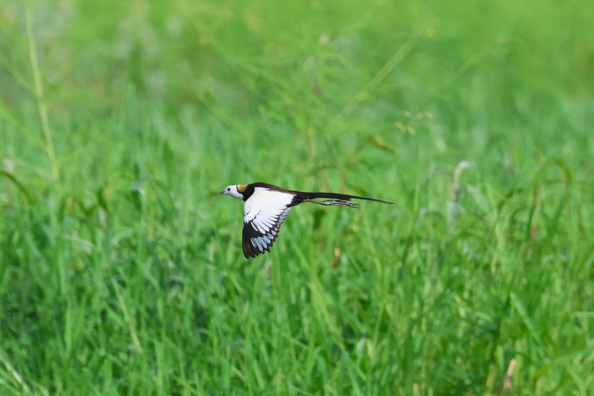 Pheasant-tailed Jacana - ML637728425