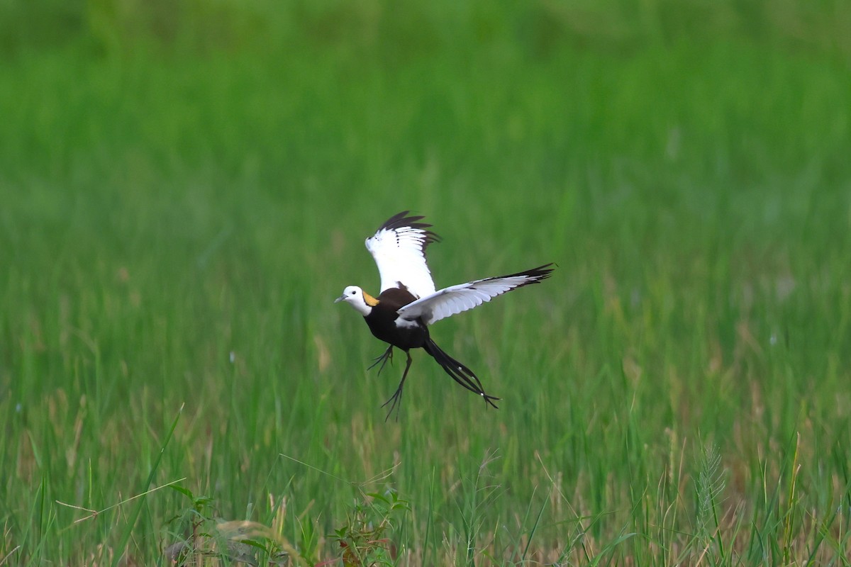 Pheasant-tailed Jacana - ML637728426
