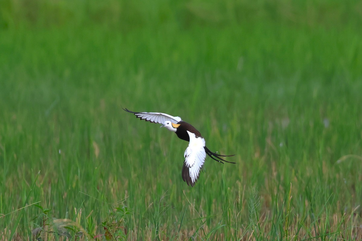 Pheasant-tailed Jacana - ML637728427