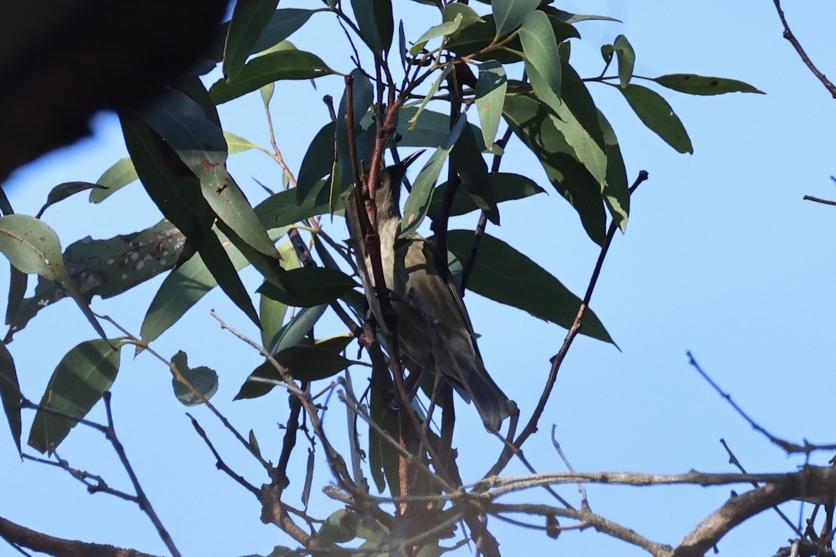Crescent Honeyeater - ML637728428