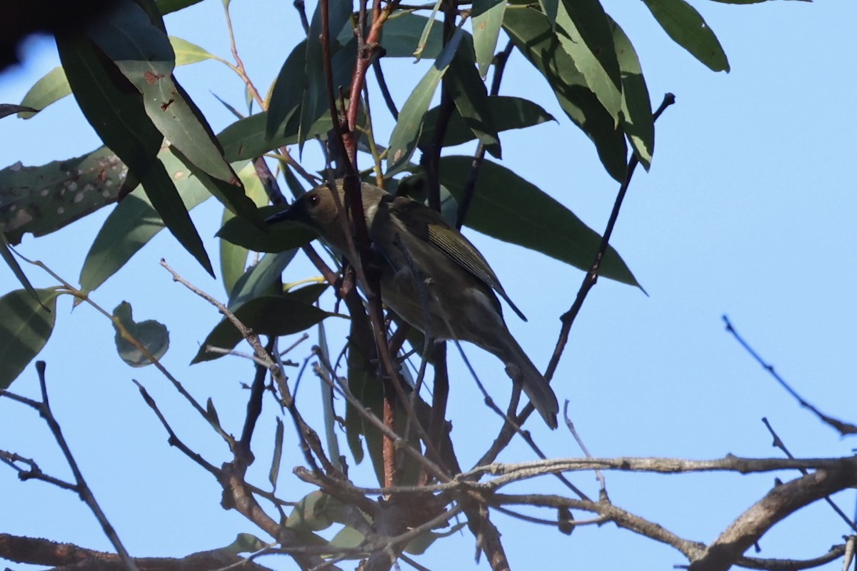 Crescent Honeyeater - ML637728429