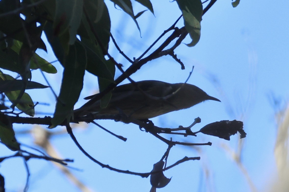 Crescent Honeyeater - ML637728430