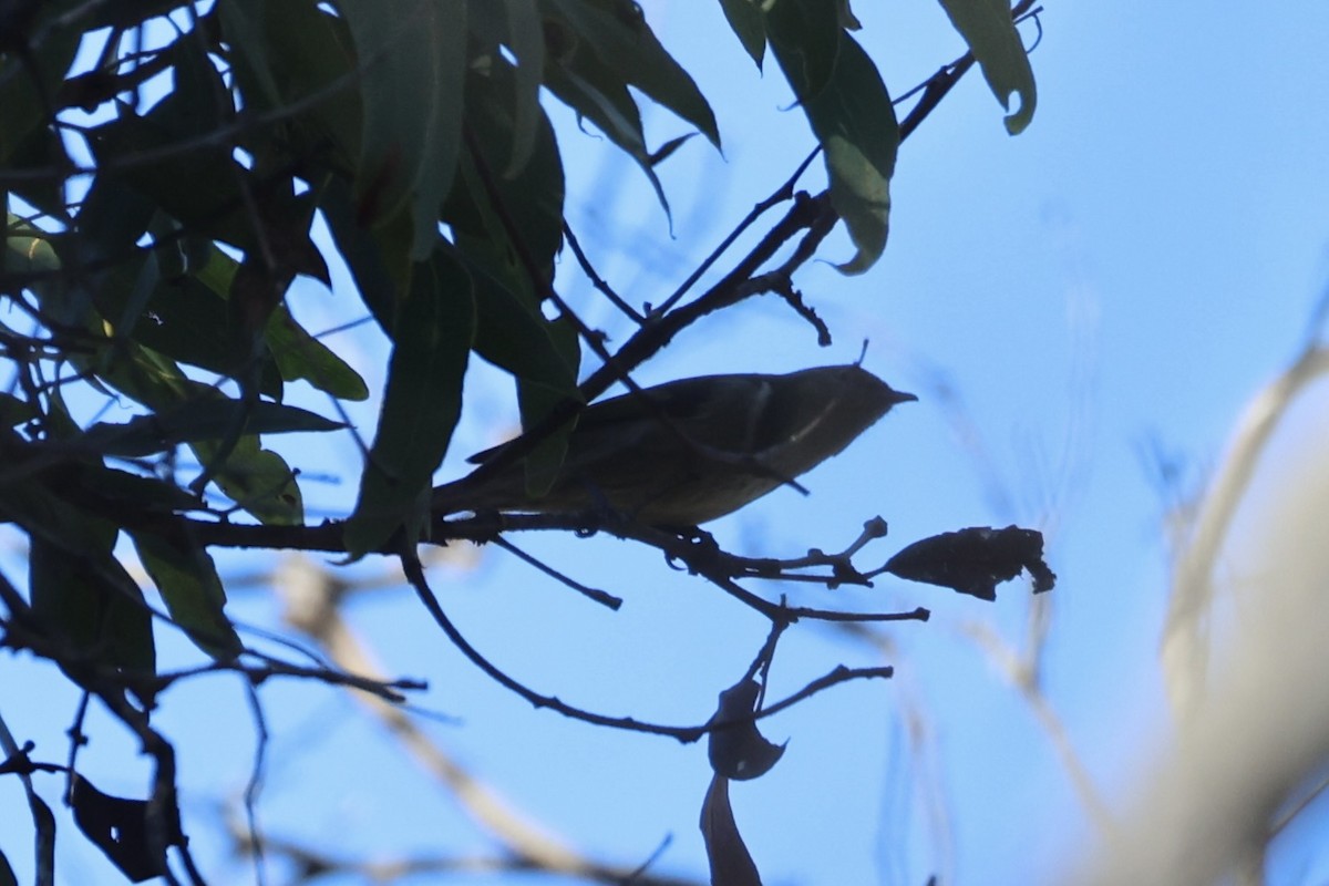 Crescent Honeyeater - ML637728431