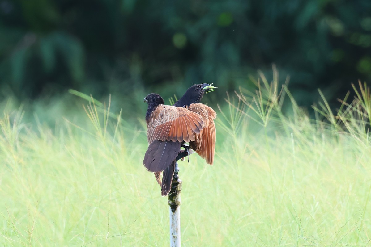 Lesser Coucal - ML637728433