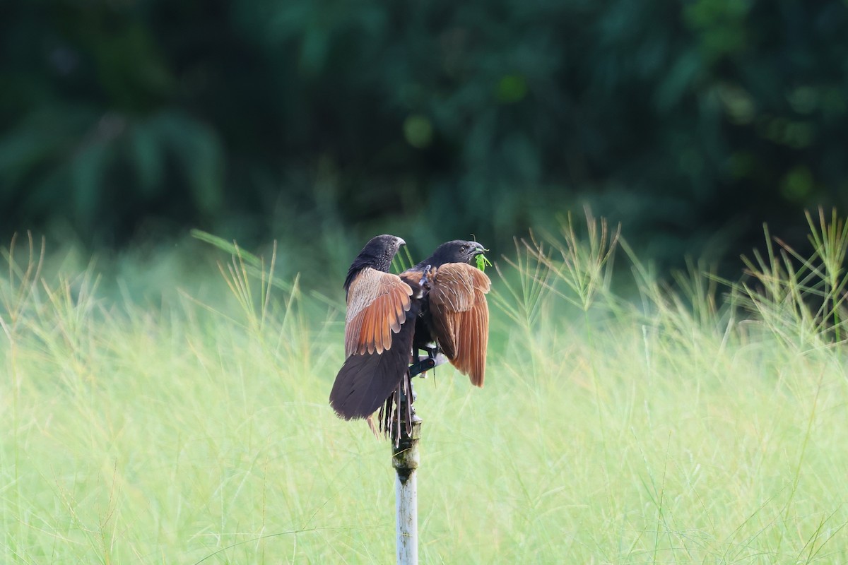 Lesser Coucal - ML637728434