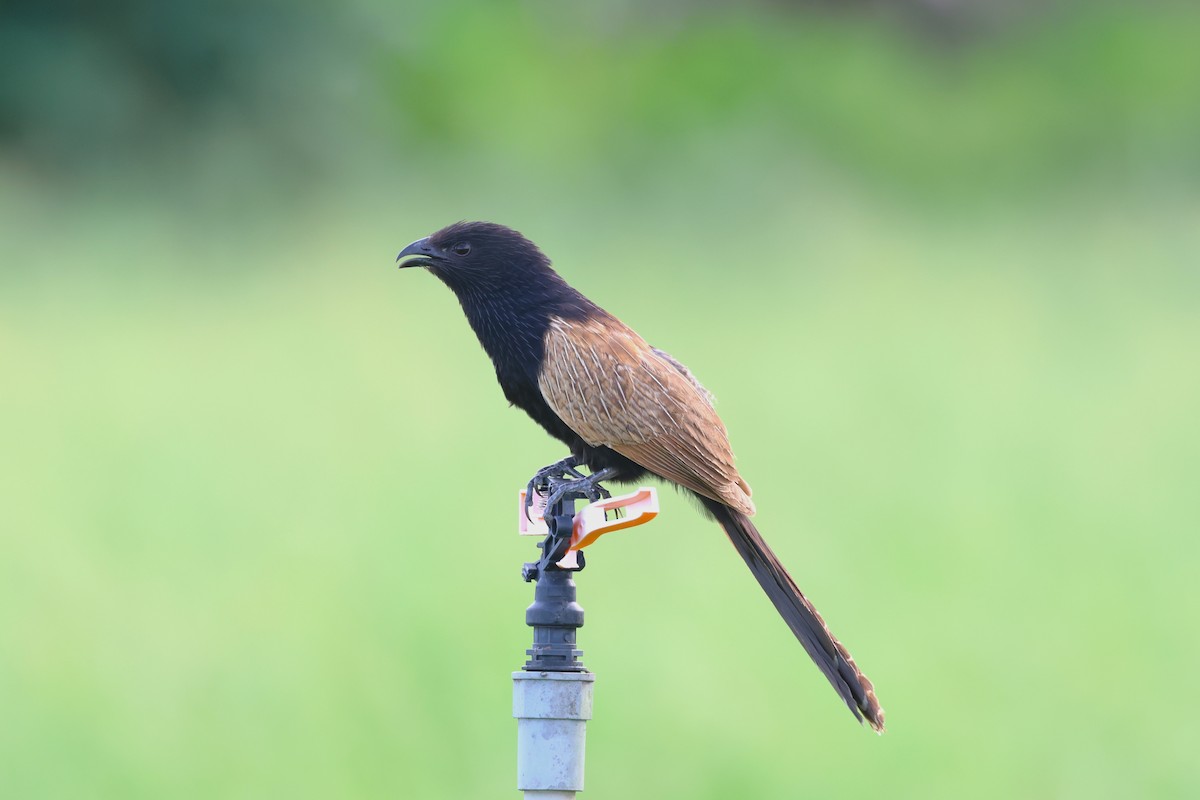 Lesser Coucal - ML637728435