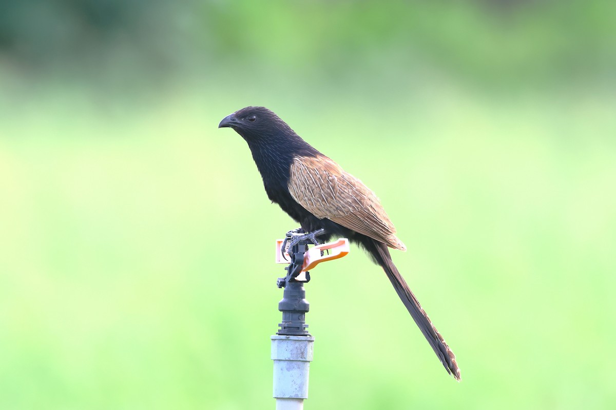 Lesser Coucal - ML637728436