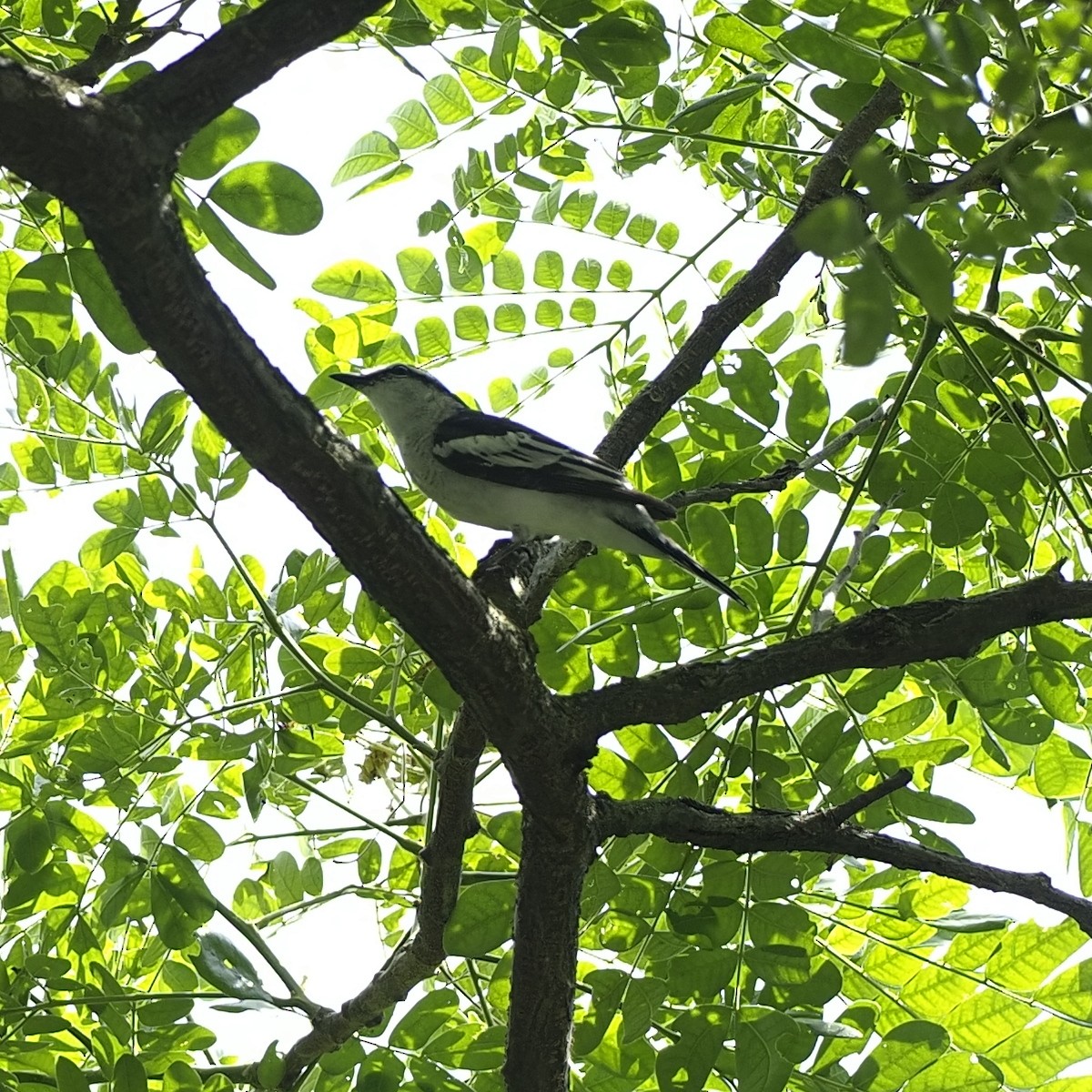 Pied Triller - ML637728437