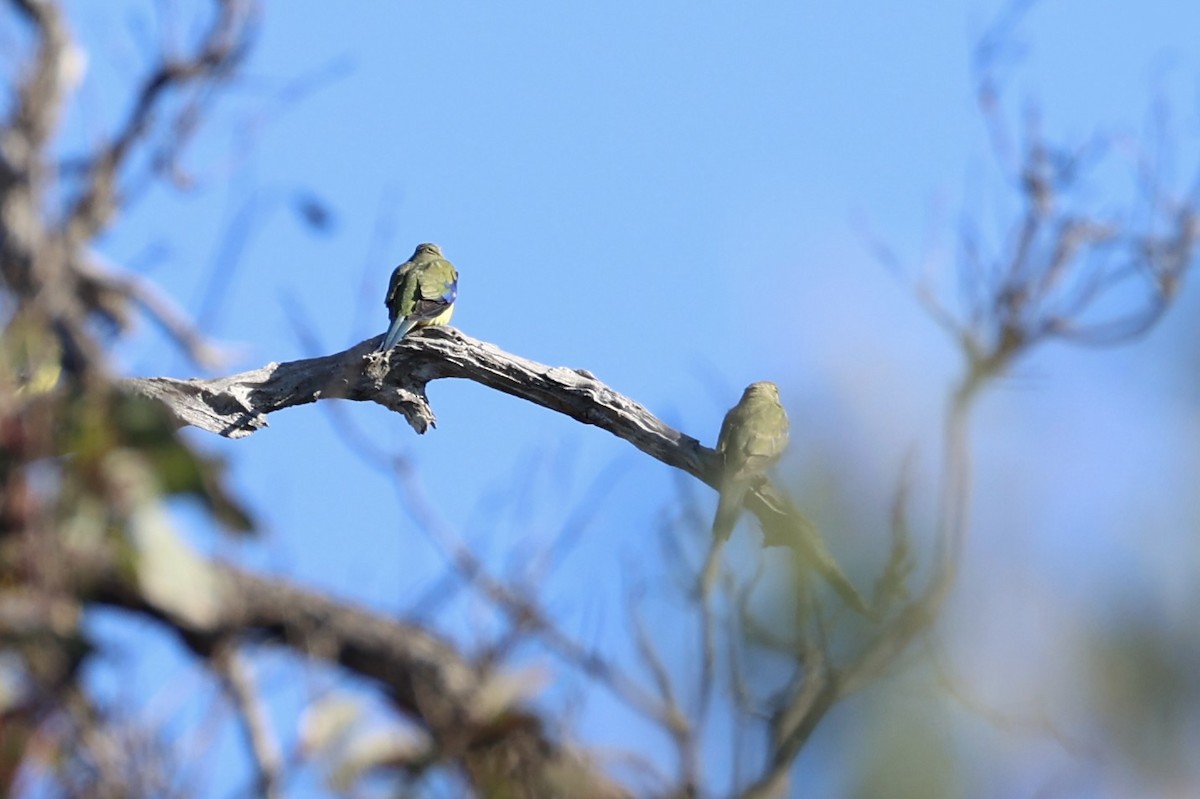 Blue-winged Parrot - ML637728438