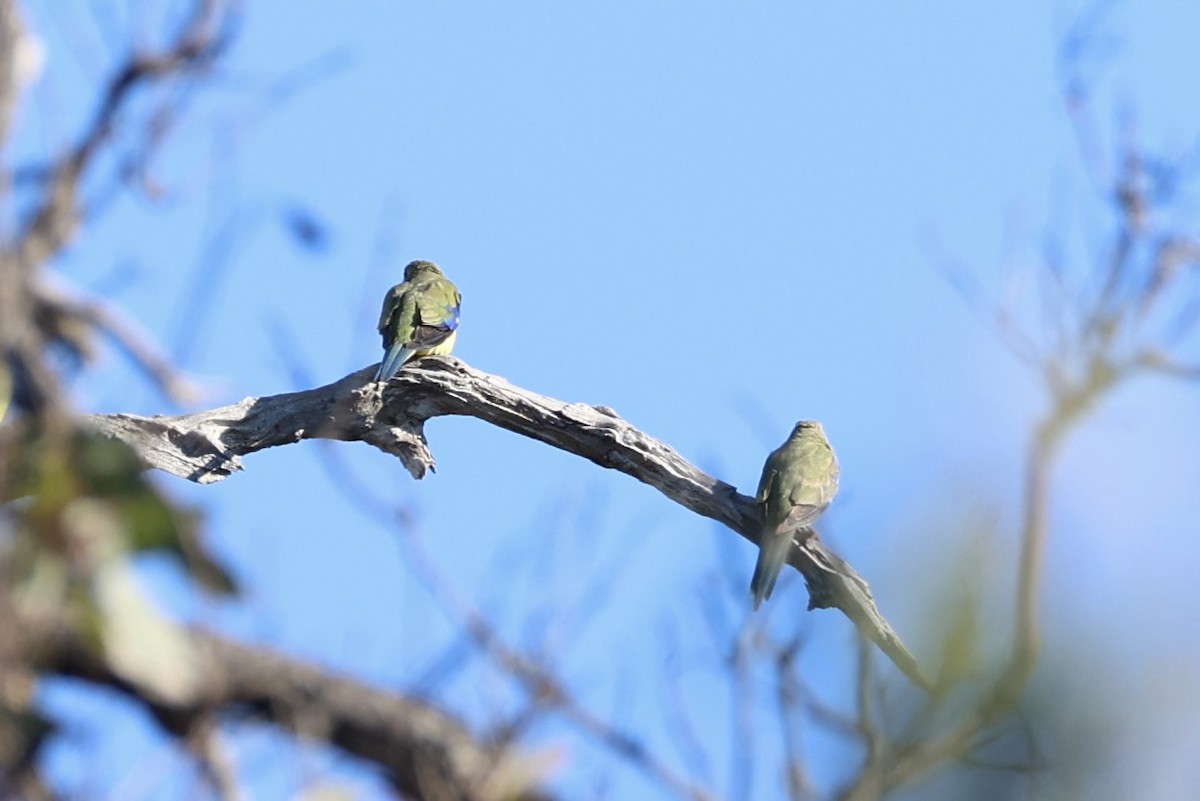 Blue-winged Parrot - ML637728439