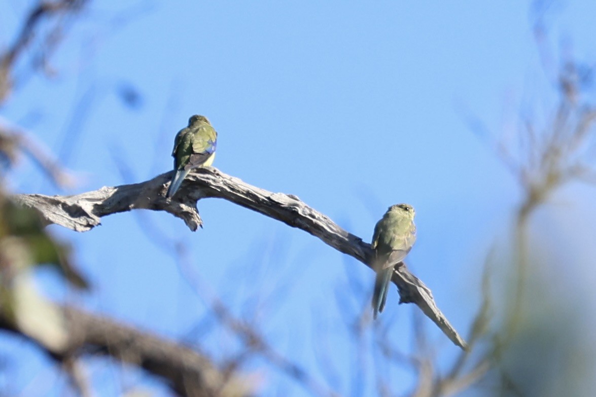 Blue-winged Parrot - ML637728440
