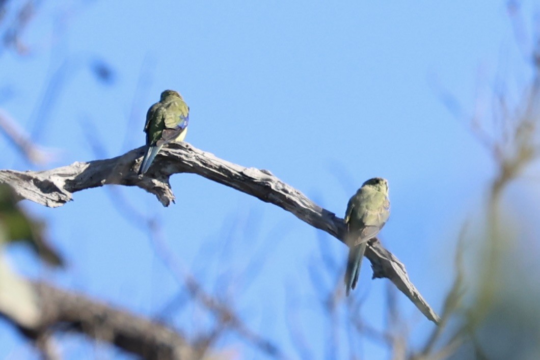 Blue-winged Parrot - ML637728441
