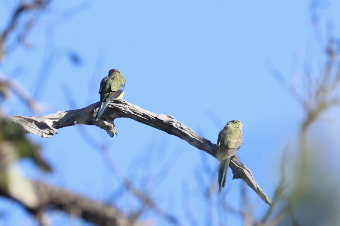 Blue-winged Parrot - ML637728442