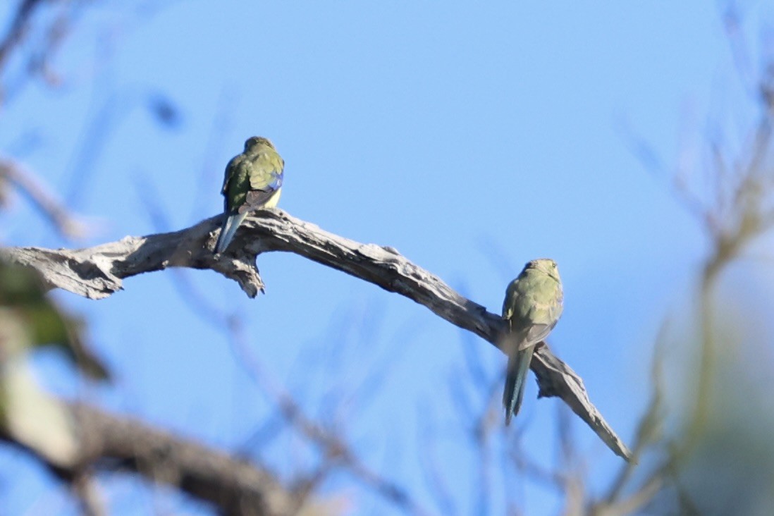 Blue-winged Parrot - ML637728443