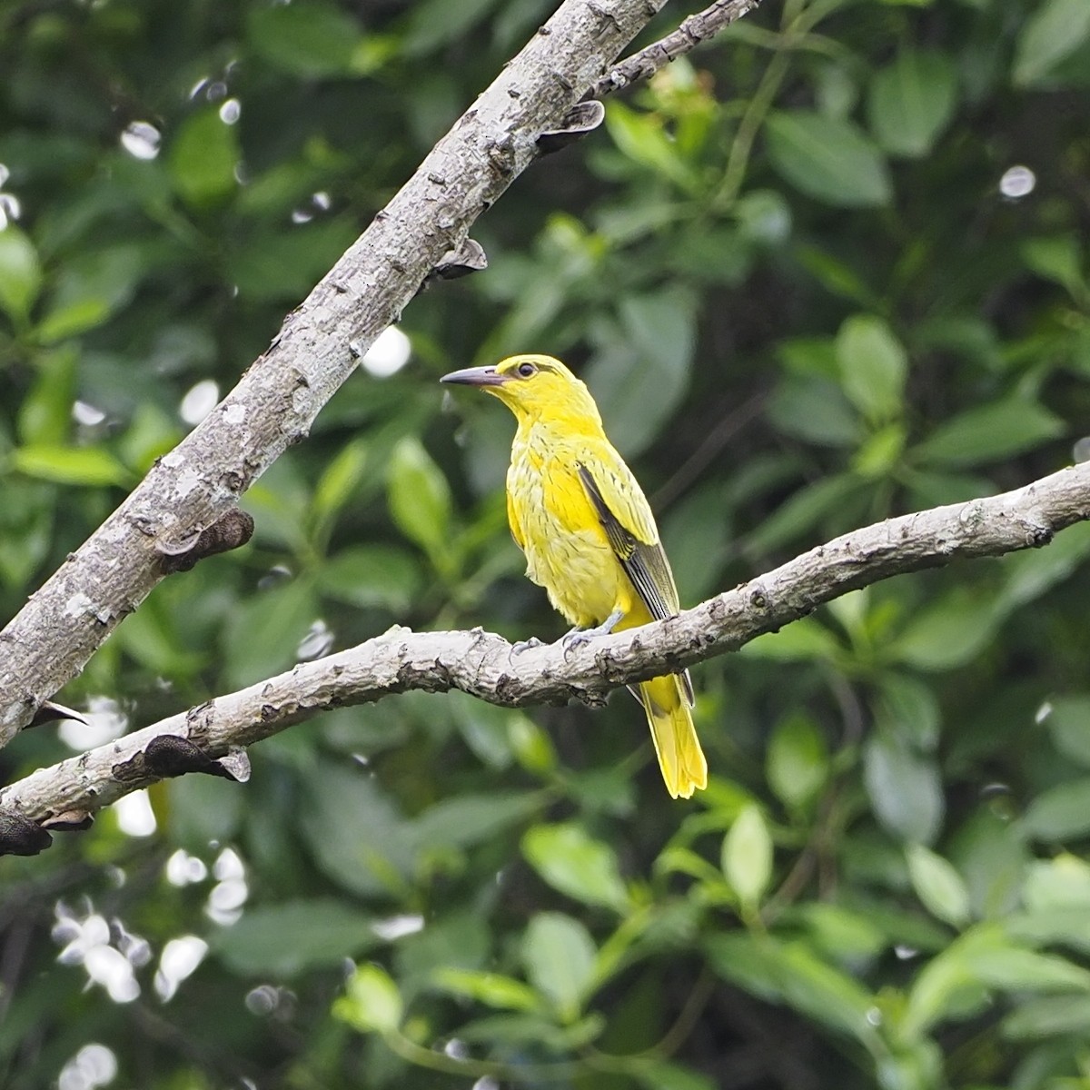 Black-naped Oriole - ML637728444