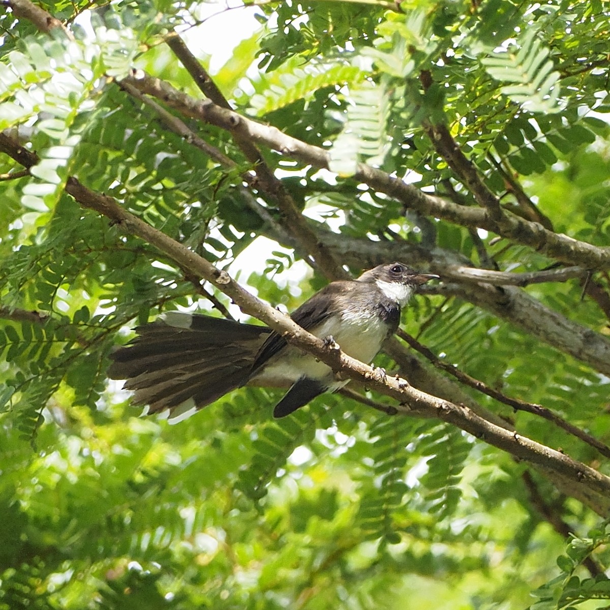 Malaysian Pied-Fantail - ML637728445