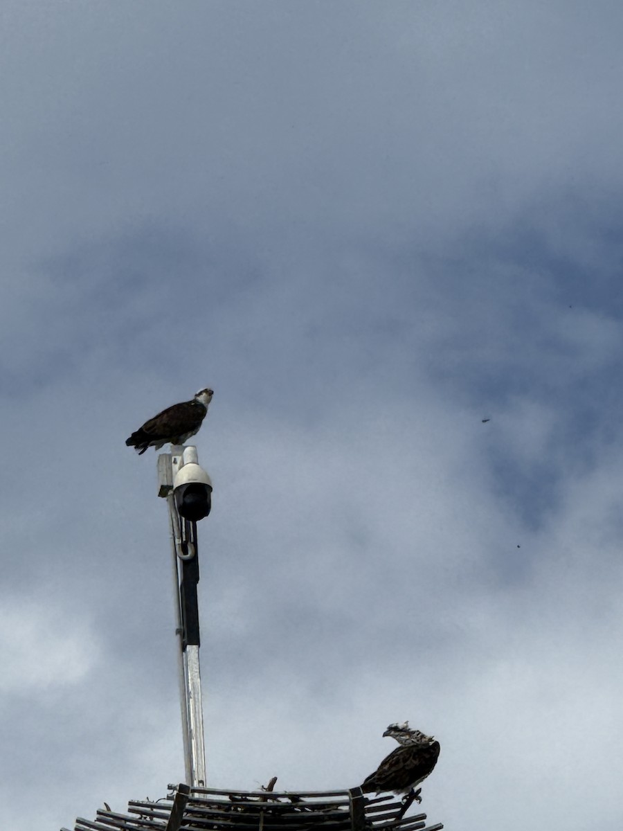 Osprey - ML637728446